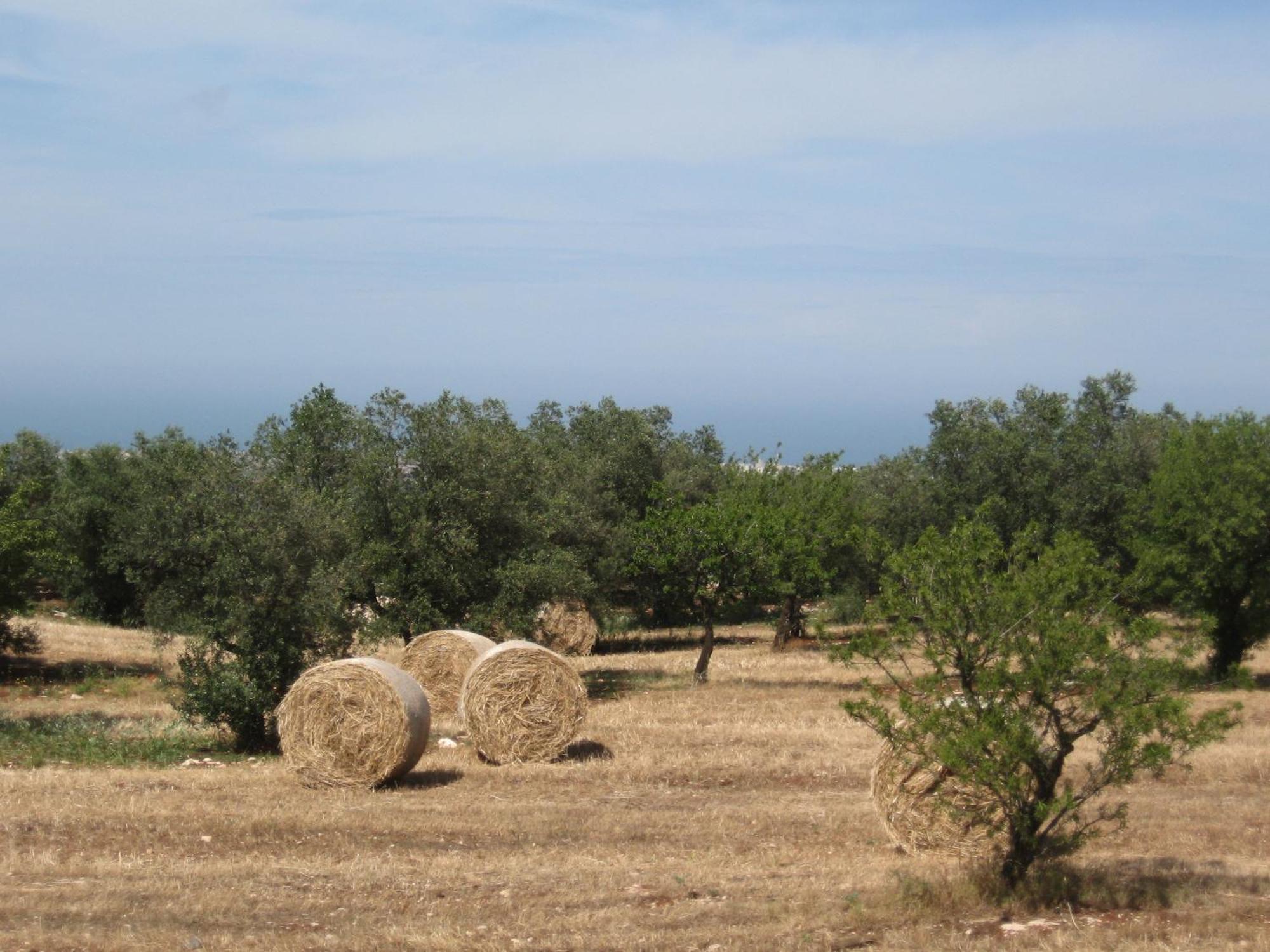 B&B Cinque Stalle Monopoli Εξωτερικό φωτογραφία